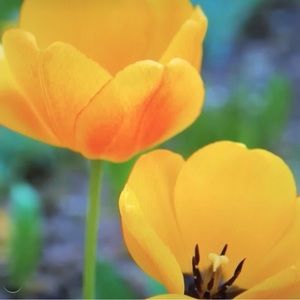 🎉 $4 Share Show 🎉 FRIDAYS 7:15 AM PST Time ☀️$4 Starting Bids on Everything 🙂